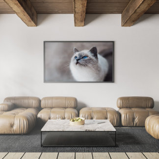 Birmese kat met bruine ogen poster