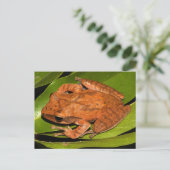 Birmese kikker voor kikkerliefhebbers! briefkaart (Staand voorkant)