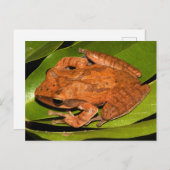 Birmese kikker voor kikkerliefhebbers! briefkaart (Voorkant / Achterkant)