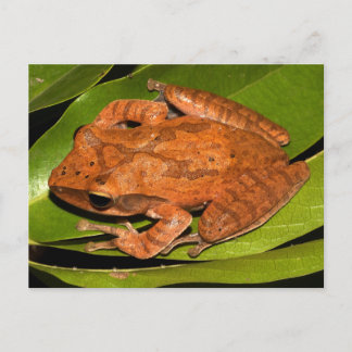 Birmese kikker voor kikkerliefhebbers! briefkaart