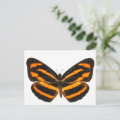 Birmese lascar Butterfly Briefkaart (Staand voorkant)
