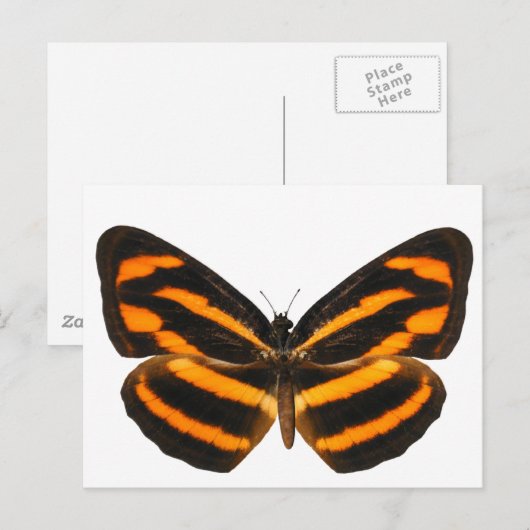 Birmese lascar Butterfly Briefkaart (Voorkant / Achterkant)