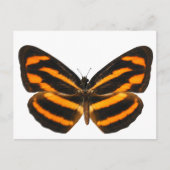 Birmese lascar Butterfly Briefkaart (Voorkant)