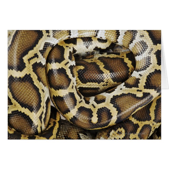 Birmese python (Voorkant Horizontaal)
