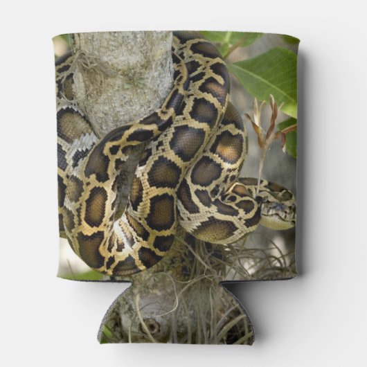 Birmese Python Blikjeskoeler (Achterkant)