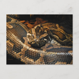 Birmese Python Briefkaart