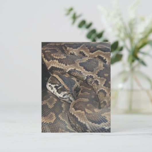 Birmese Python Briefkaart (Staand voorkant)