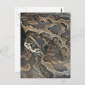 Birmese Python Briefkaart (Voorkant / Achterkant)