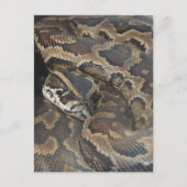 Birmese Python Briefkaart (Voorkant)