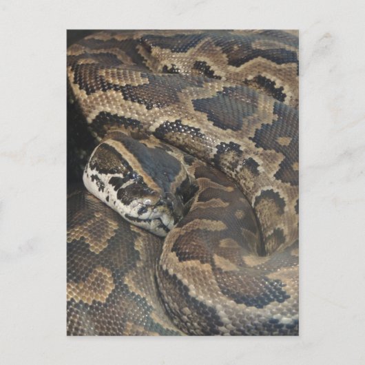 Birmese Python Briefkaart (Voorkant)