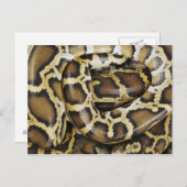 Birmese python briefkaart (Voorkant / Achterkant)