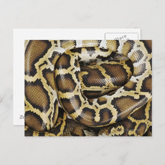 Birmese python briefkaart (Voorkant / Achterkant)