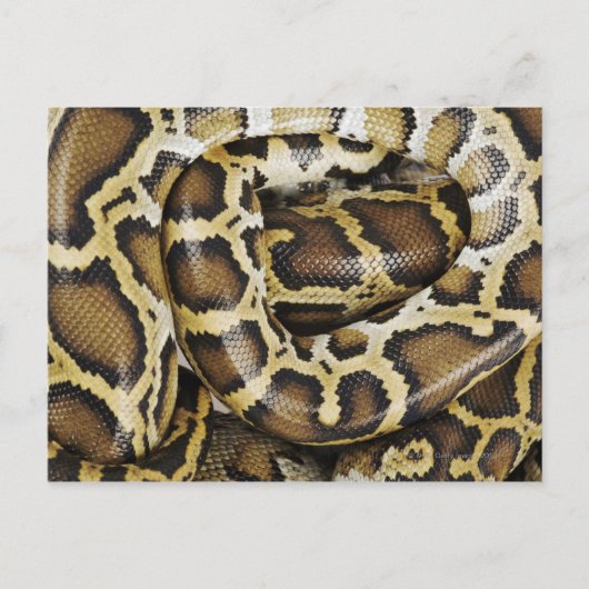 Birmese python briefkaart (Voorkant)