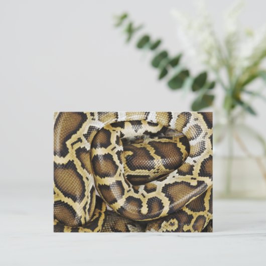 Birmese python briefkaart (Staand voorkant)