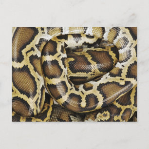 Birmese python briefkaart