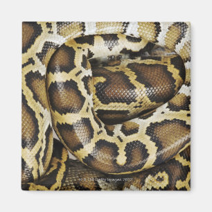 Birmese python magneet