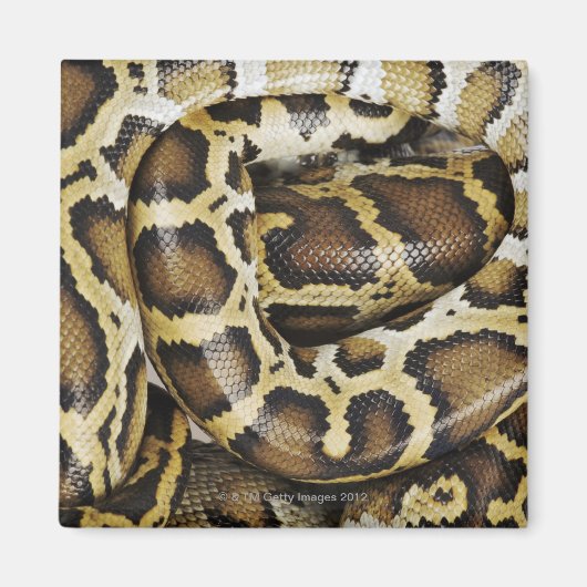 Birmese python magneet (Voorkant)