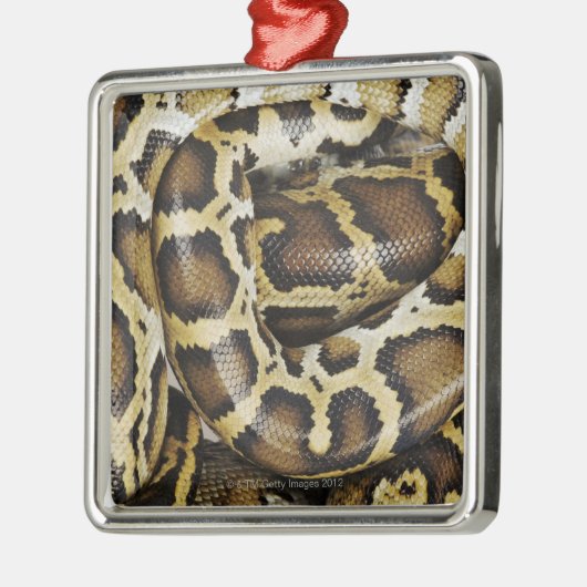 Birmese python metalen ornament (Links)