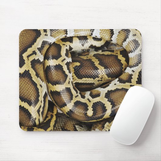 Birmese python muismat (Met muis)