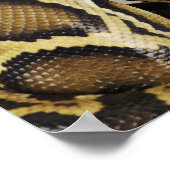 Birmese python poster (Hoek)
