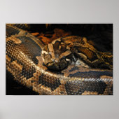 Birmese Python Poster (Voorkant)