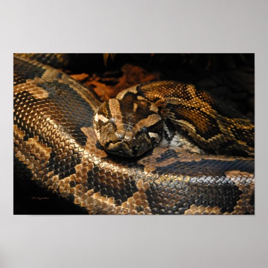 Birmese Python Poster (Voorkant)