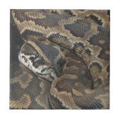Birmese Python Tegeltje (Voorkant)