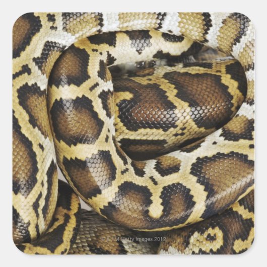 Birmese python vierkante sticker (Voorkant)