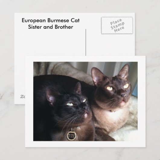 BirmeseDuo_18 Briefkaart (Voorkant / Achterkant)