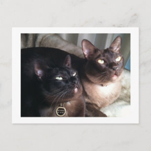 BirmeseDuo_18 Briefkaart