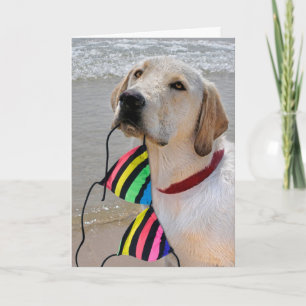 Birthday Bikini en Labrador Retriever Kaart