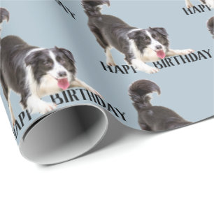 Birthday Border Collie op Blue Cadeaupapier