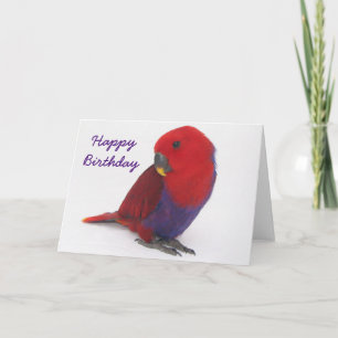 Birthday card an Eclecture parrot Kaart