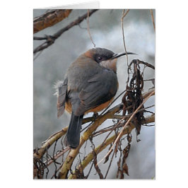 Birthday Card Australian Birds Eastern Spinebill