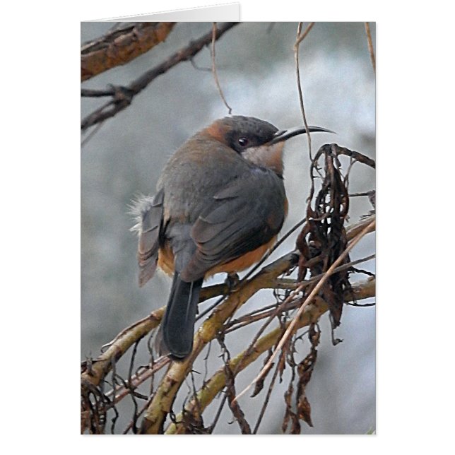 Birthday Card Australian Birds Eastern Spinebill (Voorkant)