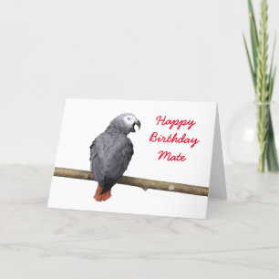 Birthday card Congo African Grey Gray parrot Kaart