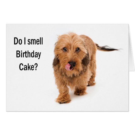 birthday card Dachshund dog smelling birthday cake Kaart