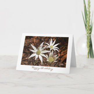 Birthday Card - Flannel Flowers Kaart