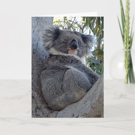 Birthday Card Koala in een gomboom Kaart (Voorkant)