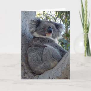 Birthday Card Koala in een gomboom Kaart