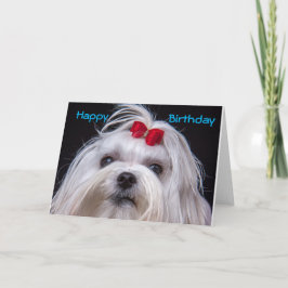 Birthday Card Maltese white toy Dog Kaart