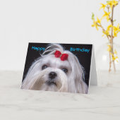 Birthday Card Maltese white toy Dog Kaart (Gele Bloem)