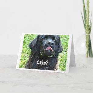 Birthday Card Newfoundland dog humor Kaart