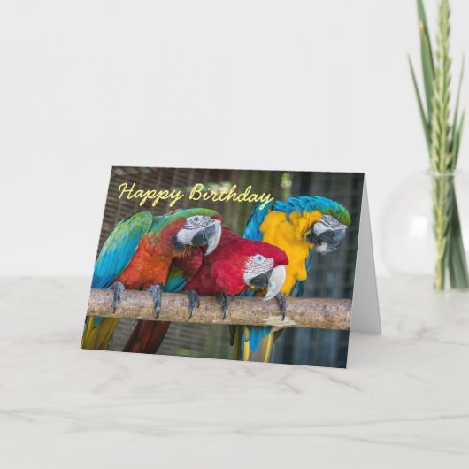 Birthday card three Macaw parrots Kaart (Voorkant)