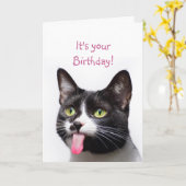 Birthday Cat Sticking out Tongue Funny Humor Kaart (Gele Bloem)