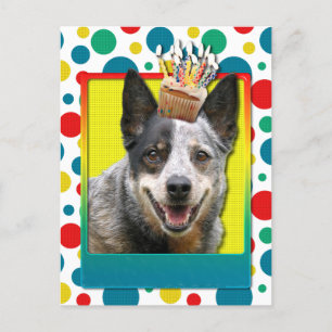 Birthday Cupcake - Australian Cattle Dog Briefkaart