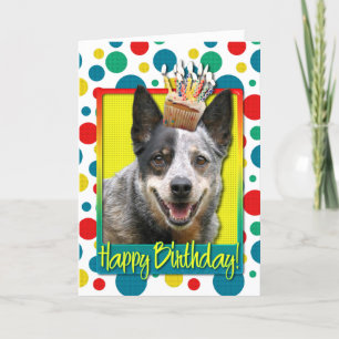 Birthday Cupcake - Australian Cattle Dog Kaart