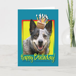 Birthday Cupcake - Australian Cattle Dog Kaart