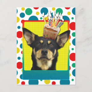 Birthday Cupcake - Australian Kelpie - Jude Briefkaart