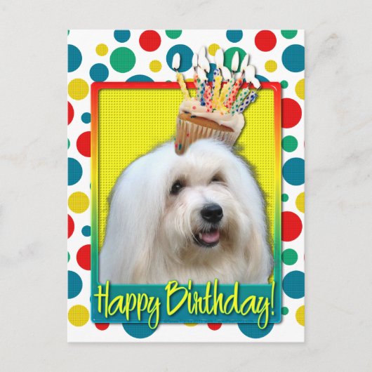 Birthday Cupcake - Tulear Coton Briefkaart (Voorkant)